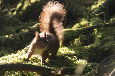 Red squirrel, Yorkshire Dales