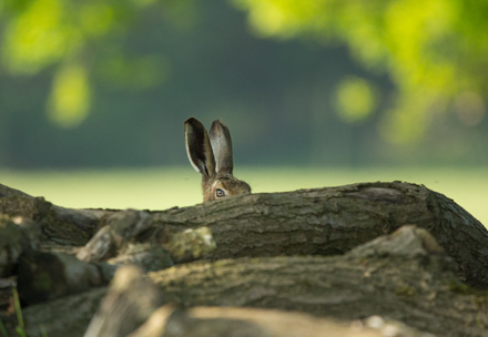 Brown hare, Studley Royal