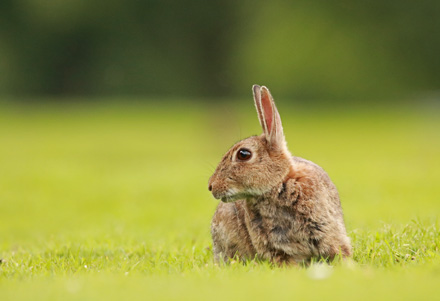 Rabbit, Harrogate Stray
