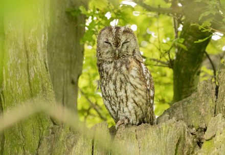Tawny owl, Studley Royal