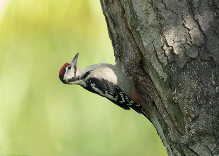 Great spotted woodpecker, High Batts