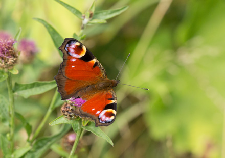 Peacock butterfly, Timble Ings