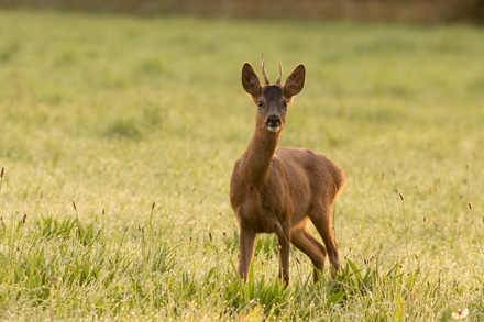 Roe buck, Bilton Lane