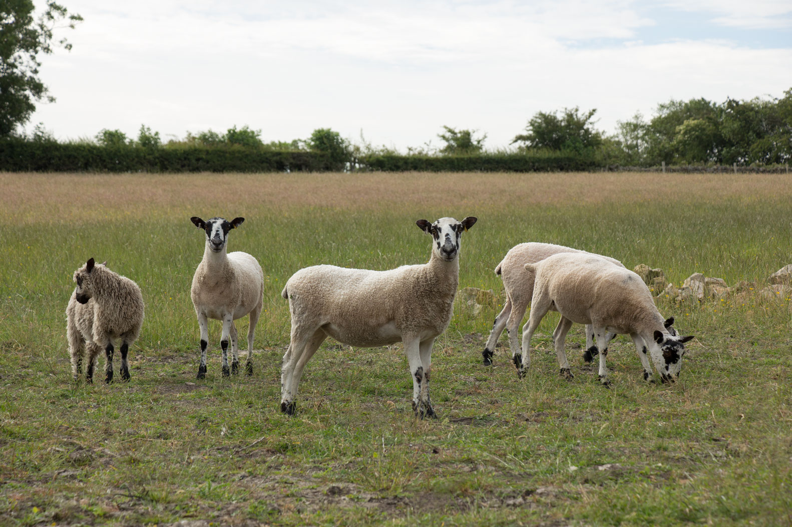 Sheep by Beckwith Head Road