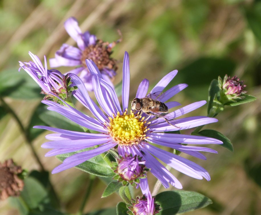 Bee