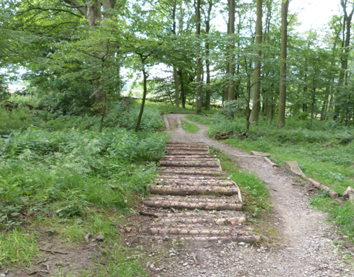 Beecroft bike trail, log feature