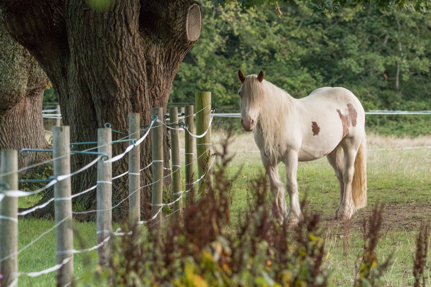 Horse by Beryl Burton cycleway