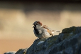 Sparrow, Bilton Lane