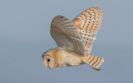 Barn owl, Kex Gill