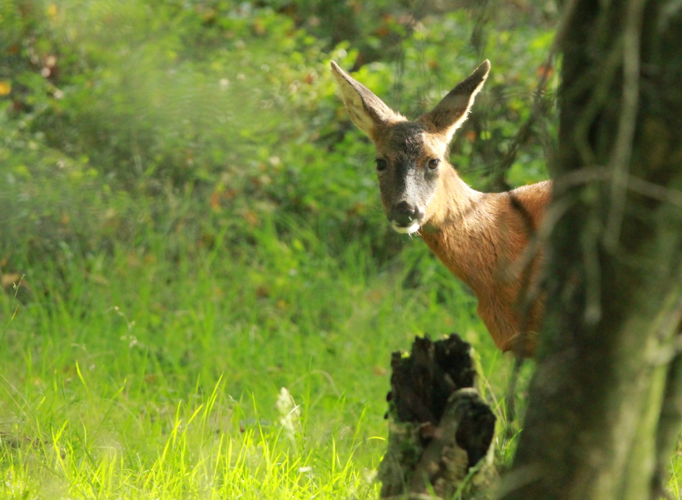 Roe deer near Brimham Rocks
