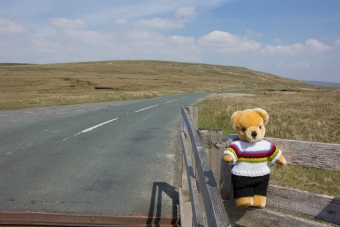 World Champion bear on Buttertubs