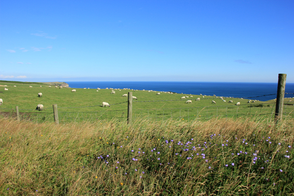 Sheep grazing at Ness Point, near Robin Hood's Bay