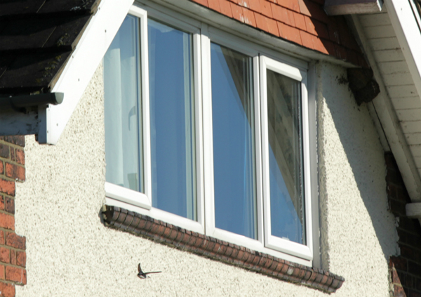House martin, and nests, at Ravenscar