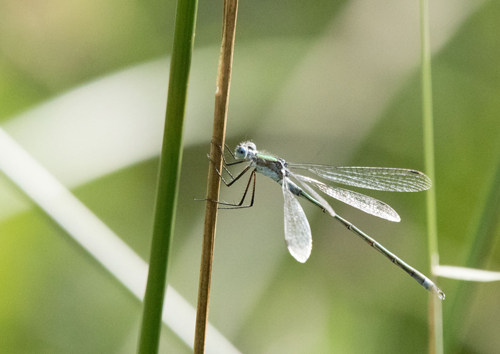 Damselfly