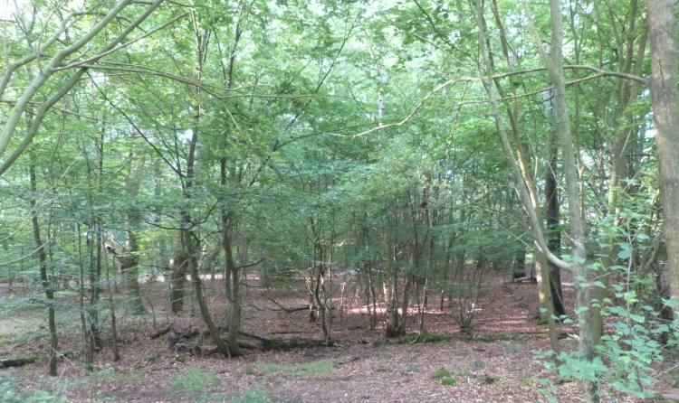 Epping Forest