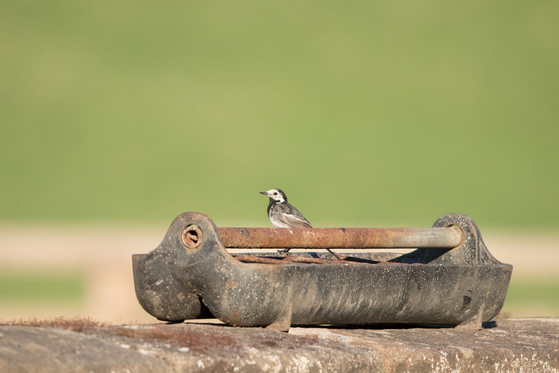 Pied wagtail, Goldsborough Mill Farm