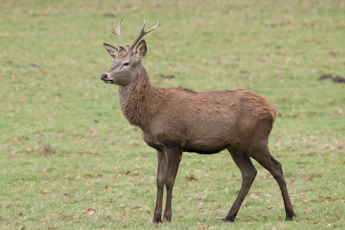 Young stag at Harewood Young stag at Harewood