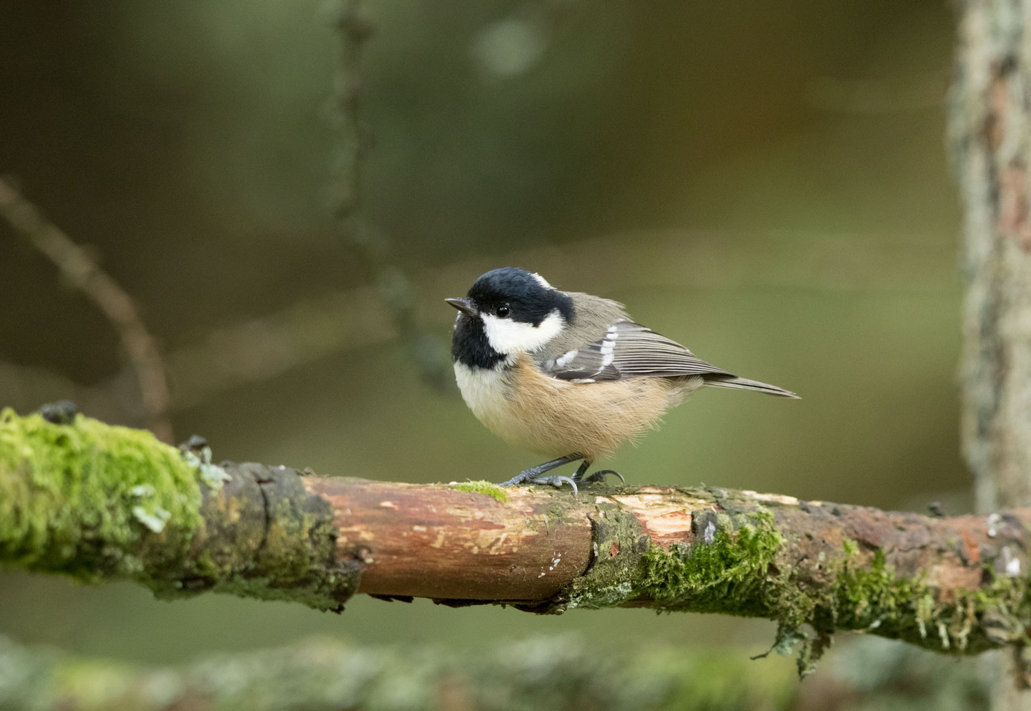 Coal tit, Yorkshire Dales