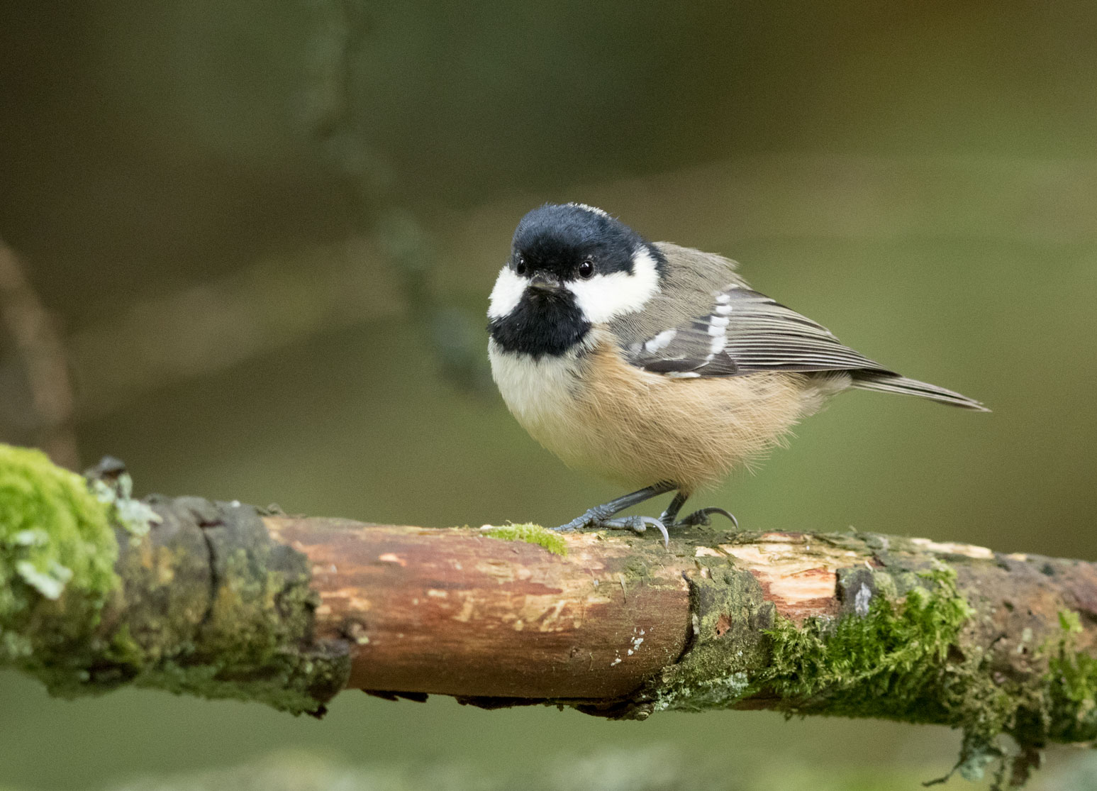 Coal tit, Yorkshire Dales