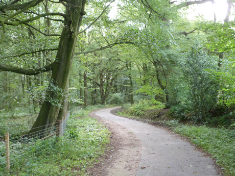 Greenway extension through Hollybank woods