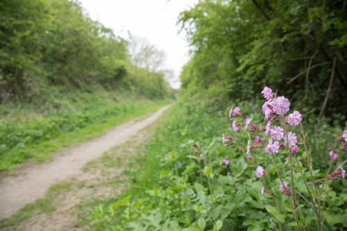 Red campion on the Hudson Way