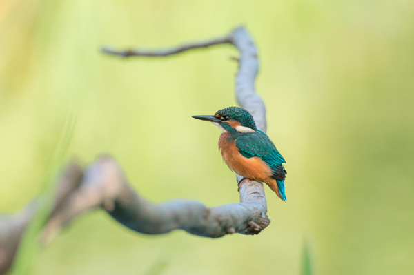 Kingfisher