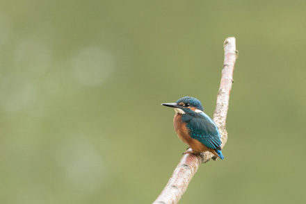 Kingfisher, High Batts