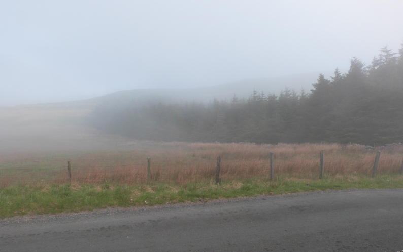 Trees near Kidstones Scar