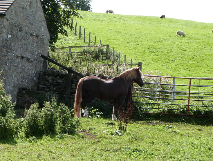 Horse at Middleham