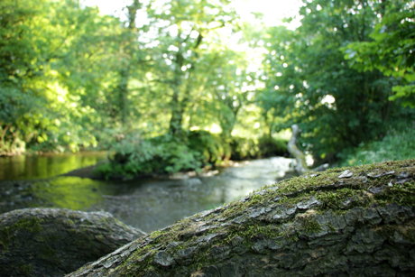 River Nidd at Limekiln Wood, from the Nidderdale Greenway