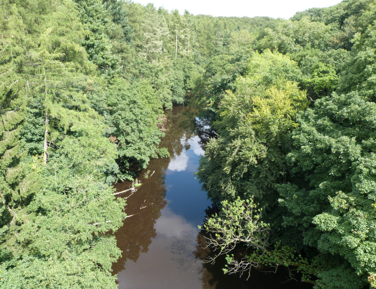 Nidd Gorge
