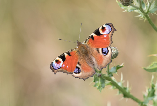 Peacock butterfly