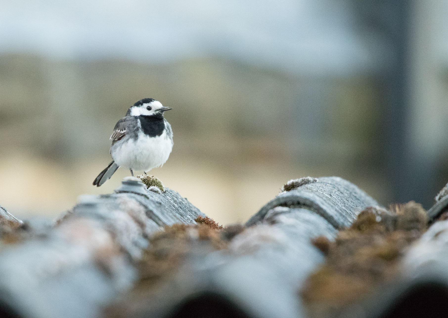 Pied wagtail
