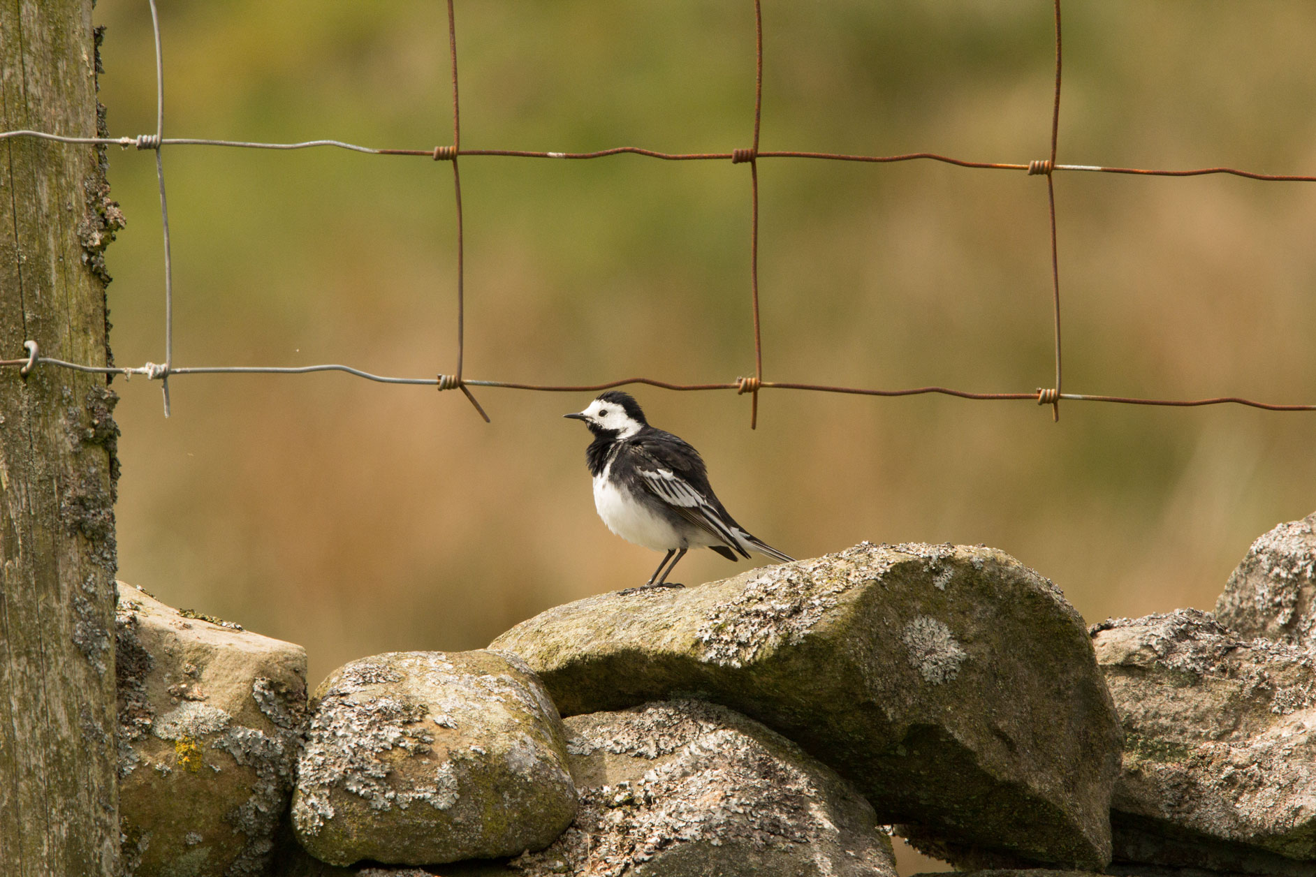 Pied wagtail, Yorkshire Dales