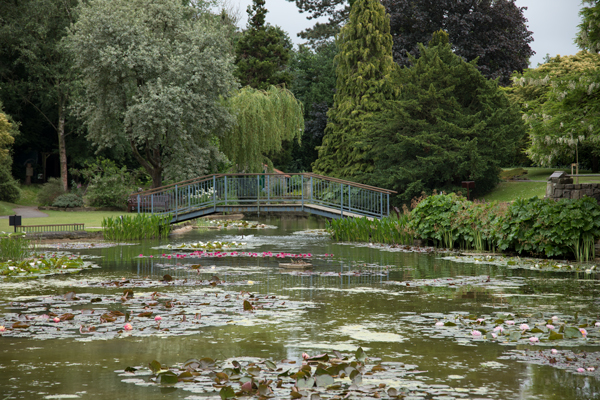 Lilies at Burnby Hall Gardens