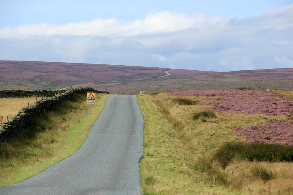 Pott Moor, near Lofthouse