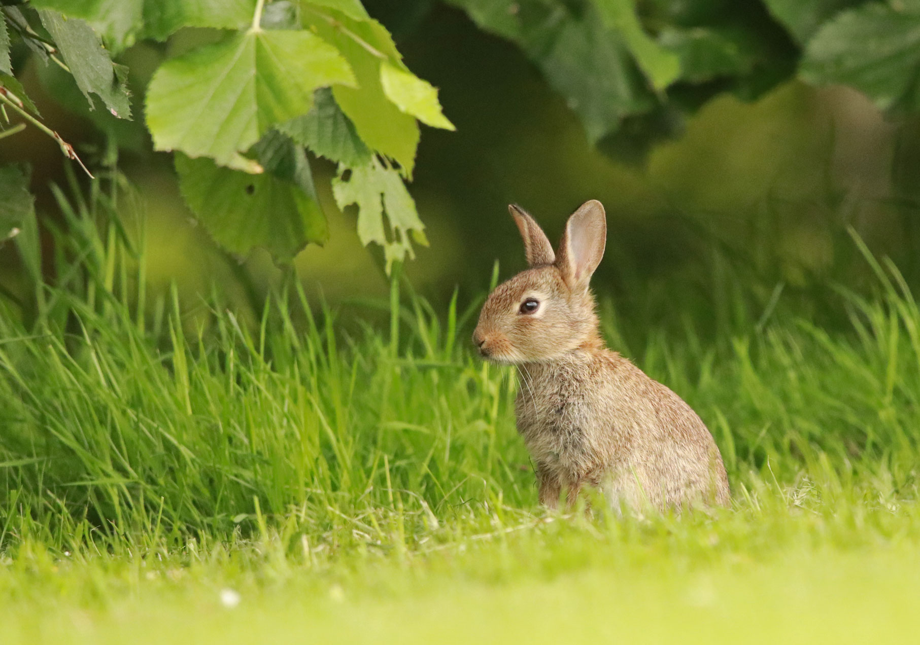 Young rabbit, Harrogate Stray