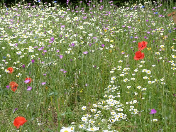Wildflower meadow near Meadowhall Shopping Centre