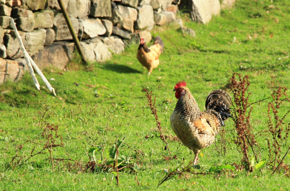 Hen near Smelthouses