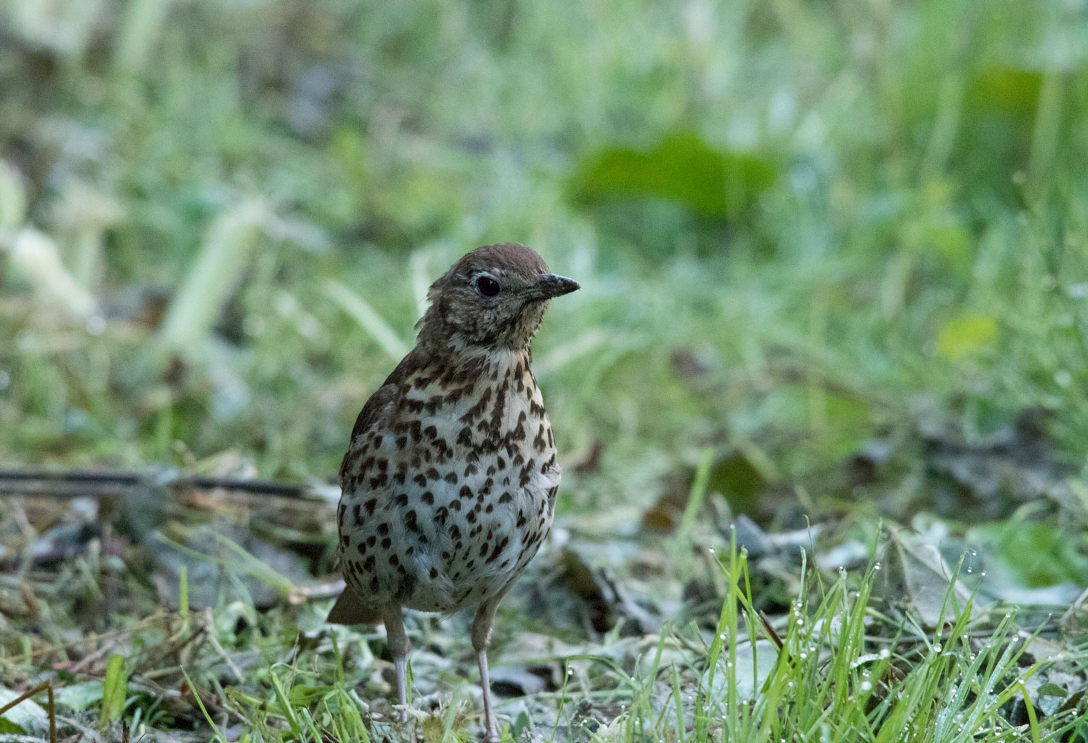 Song thrush, Staveley