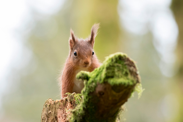 Red squirrel in Wensleydale