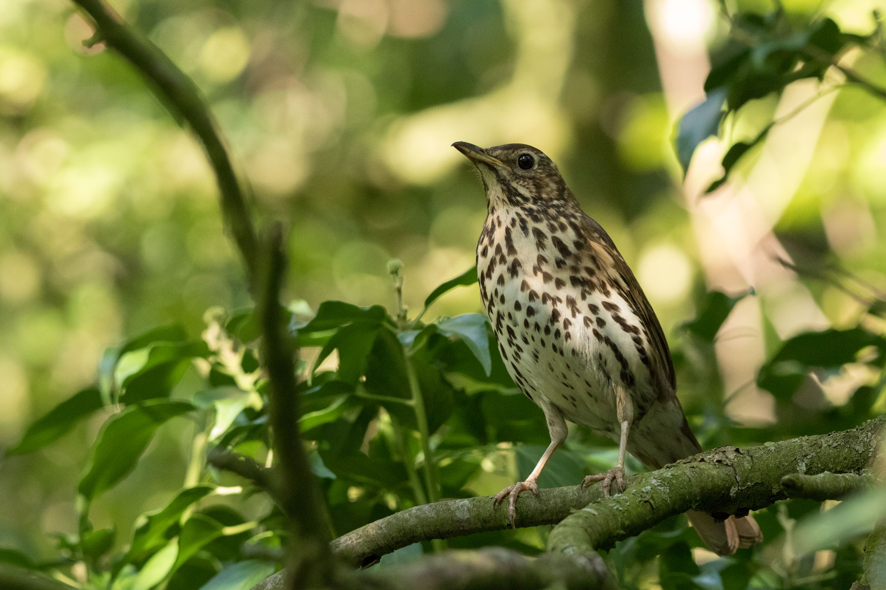 Song thrush at Staveley