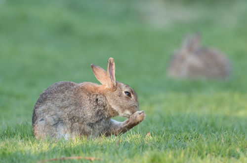 Rabbit