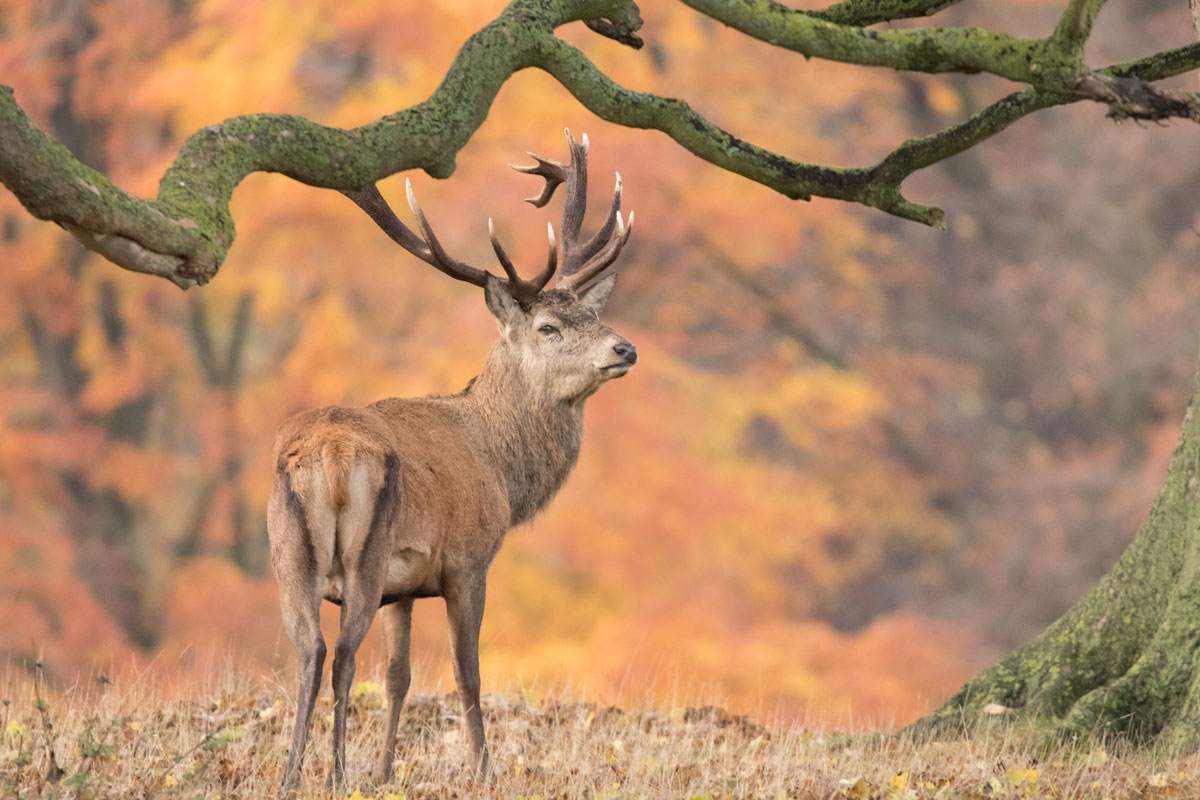 Stag in Studley deer park