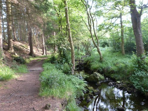 Gill Beck, Timble Woods