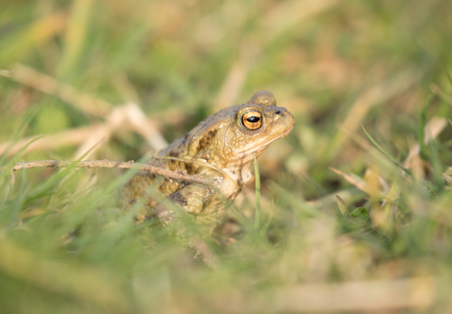 Toad, Timble Ings