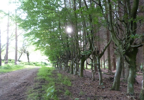 Beech trees in Timble woods