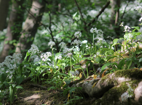 Wild garlic near Ripley