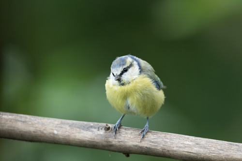 Blue tit, High Batts