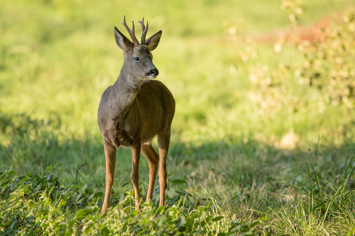 Roe deer, Bilton Lane Roe, Bilton Lane